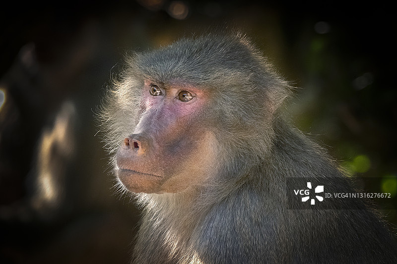 阿拉伯狒狒肖像图片素材