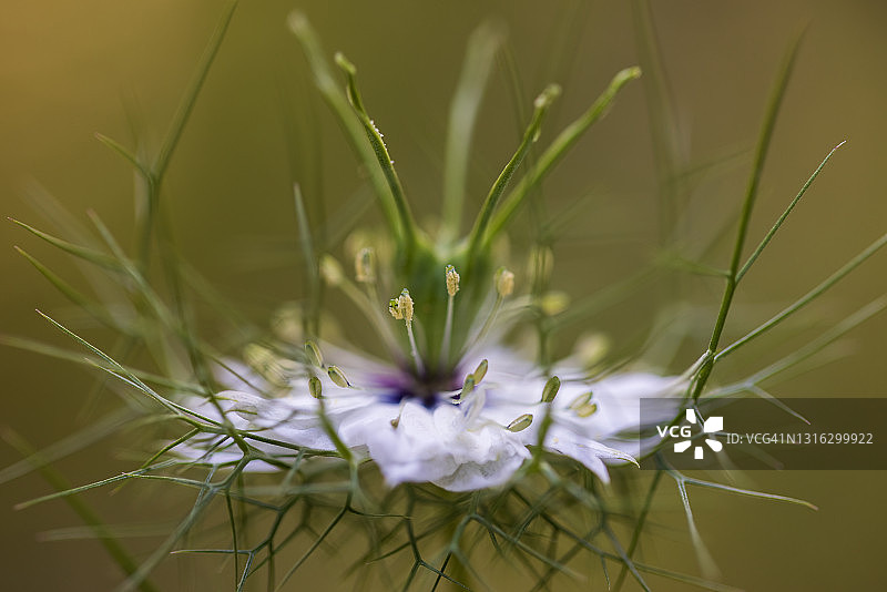 黑种草花图片素材