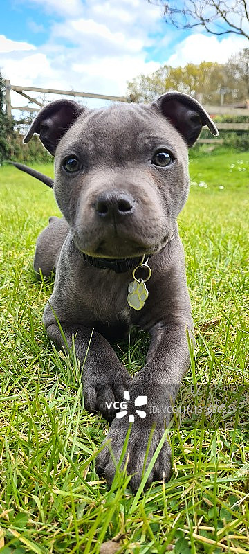 蓝色斯塔福郡斗牛梗幼犬图片素材