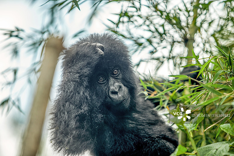 树上幼年山地大猩猩（Gorilla beringei beringei）的侧面图片素材