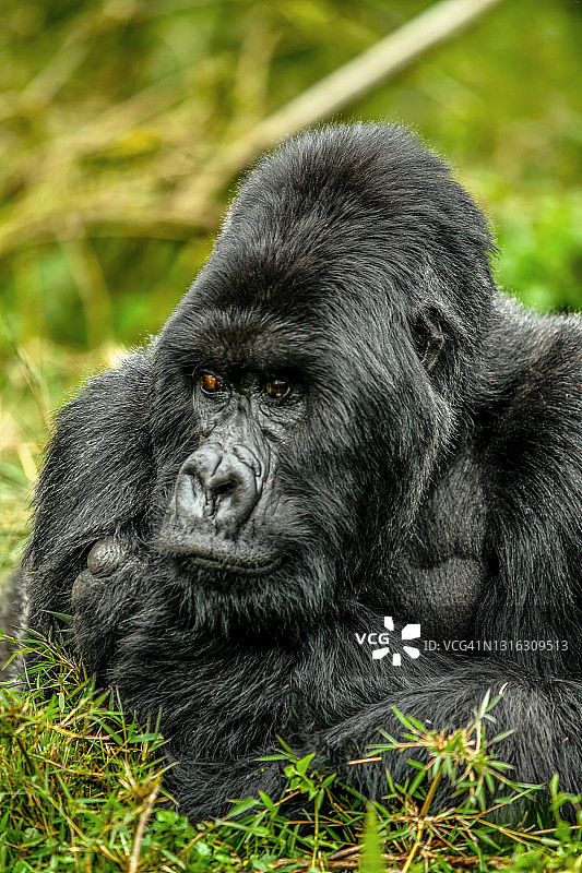 卢旺达火山国家公园银背山地大猩猩正面特写肖像图片素材
