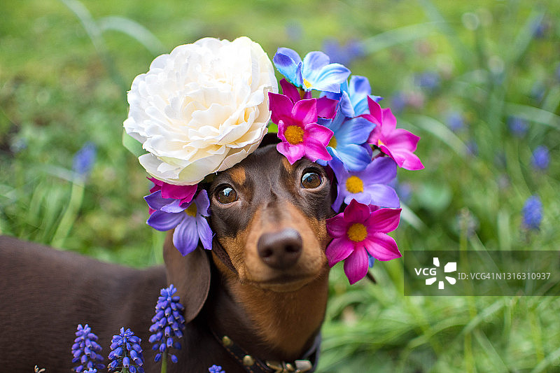 花朵头饰图片素材