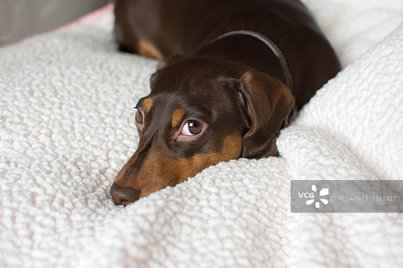 昏昏欲睡的腊肠犬图片素材