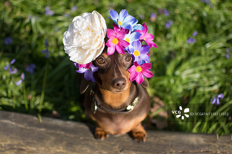 戴着头饰的腊肠犬图片素材
