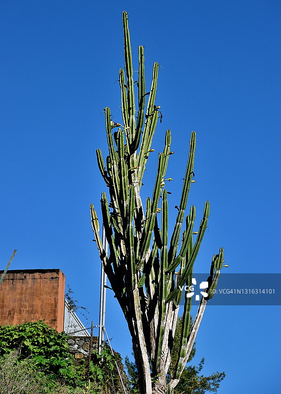 留尼汪岛厄尔堡村庄与大型仙人掌图片素材