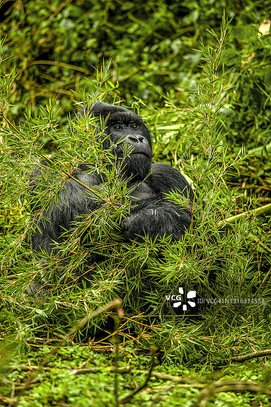 银背山地大猩猩在卢旺达火山国家公园觅食的场景图片素材