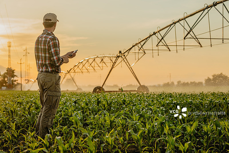 男人站在玉米地里使用手机图片素材