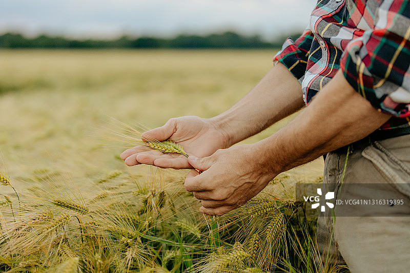 男子查看小麦作物特写图片素材