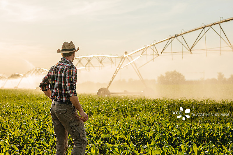 农民站在灌溉田里的背影图片素材