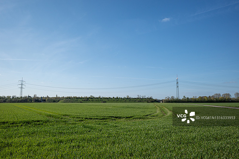 多云天空下田野草或稻穗顶端特写图片素材