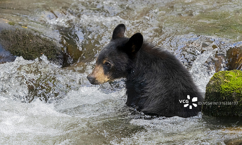 黑熊幼崽坐在山涧旁图片素材
