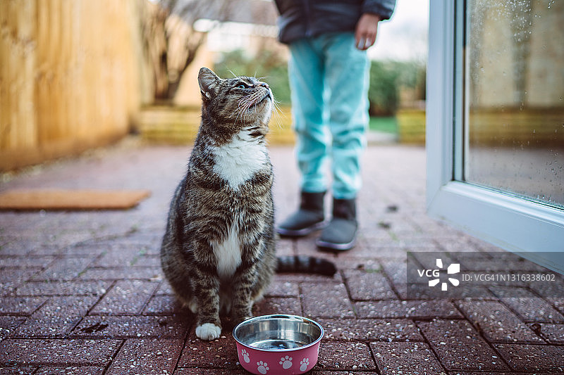 可爱的饥饿猫在花园里等食物图片素材