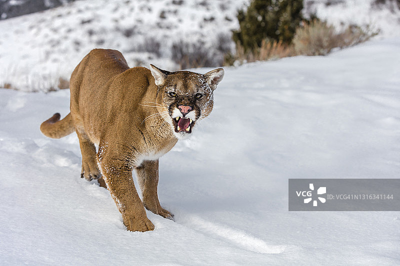 美洲狮站在雪地上对着镜头咆哮的正面特写图片素材