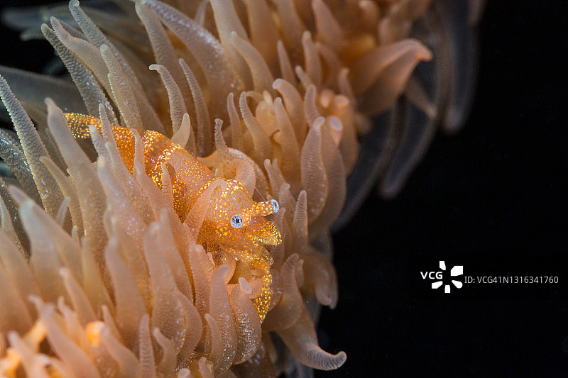 珊瑚上的虾图片素材