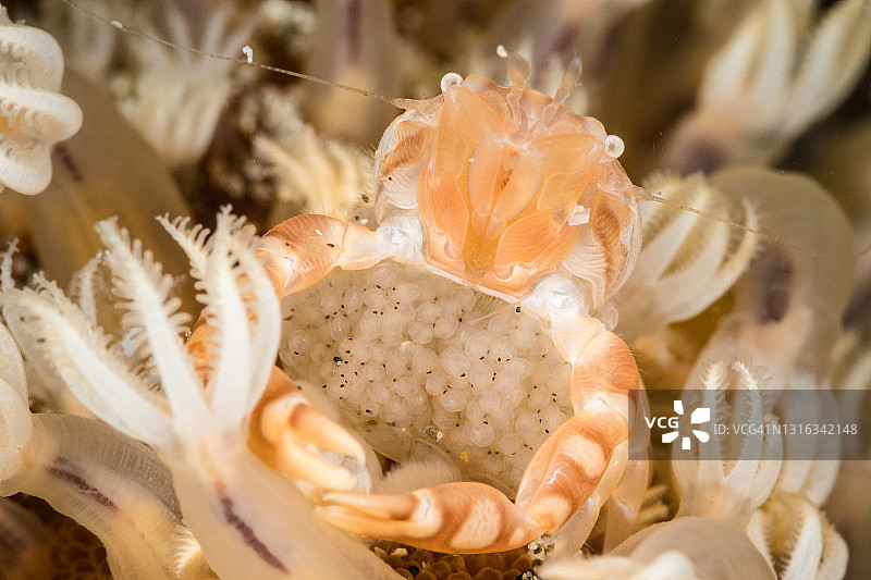 海氏瓷蟹抱卵图片素材