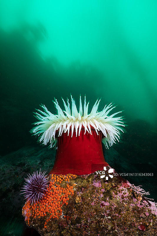 食鱼海葵图片素材