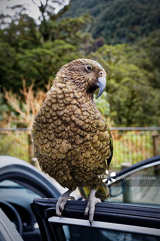 车上的KEA图片素材