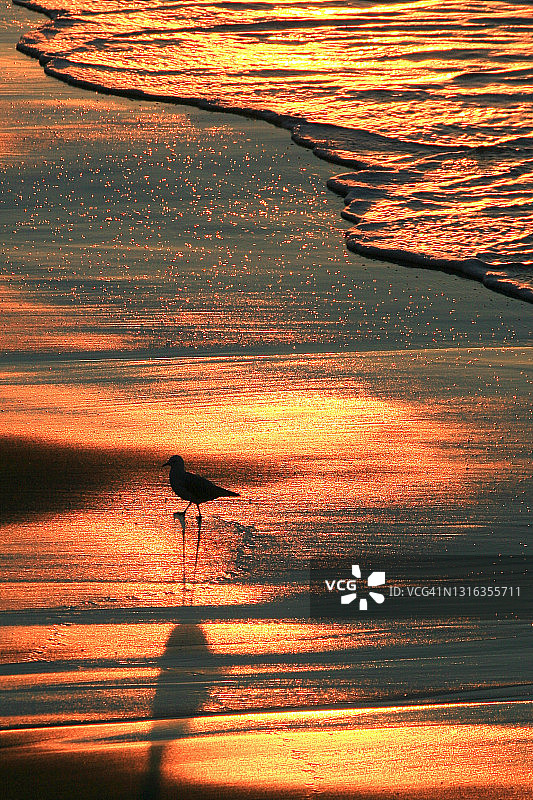 海鸥与日落图片素材