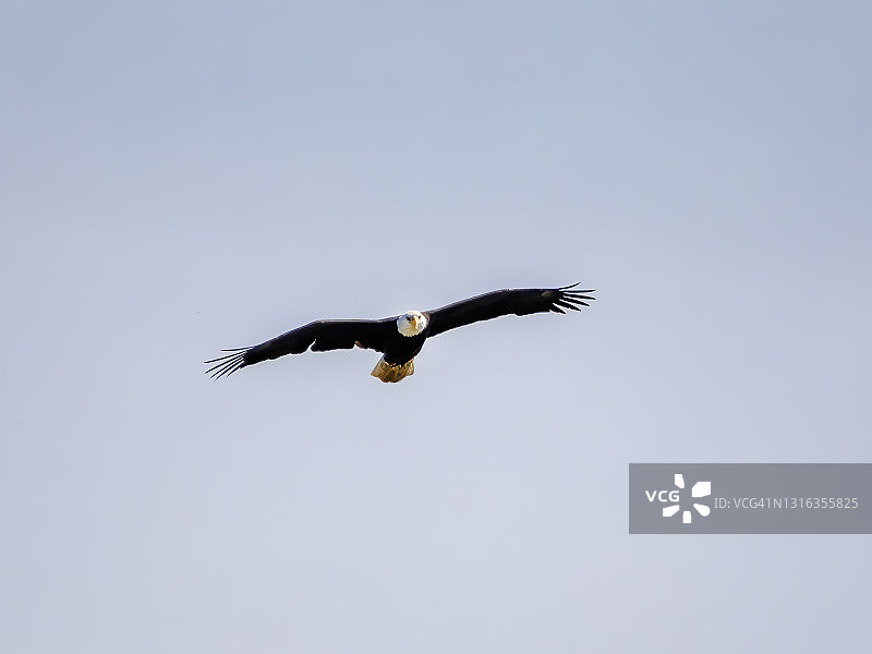 美洲秃鹰图片素材