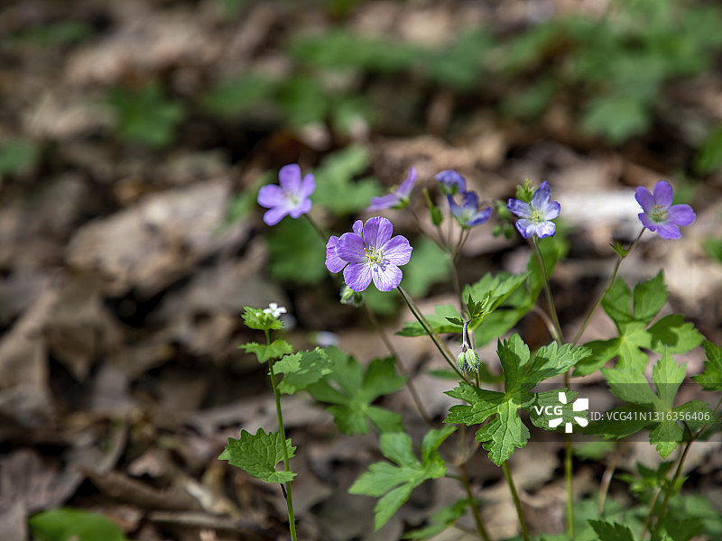 野生老鹳草图片素材