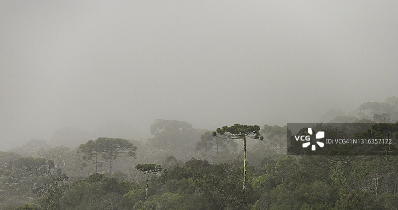 南洋杉森林图片素材