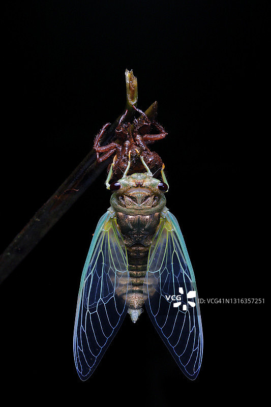 碧绿蝉图片素材