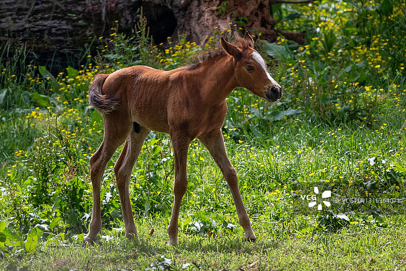 草地上的新生栗色小马驹图片素材