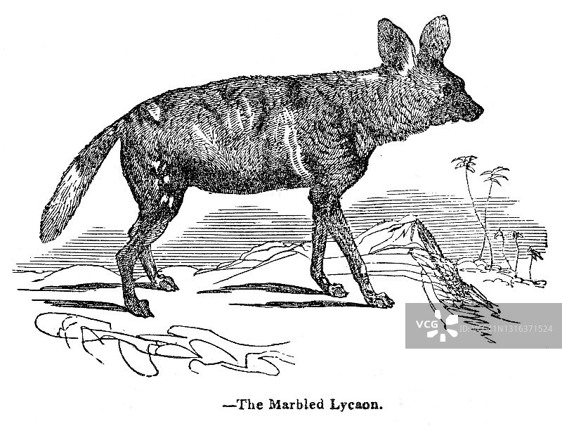 1893年的非洲野犬雕刻图片素材