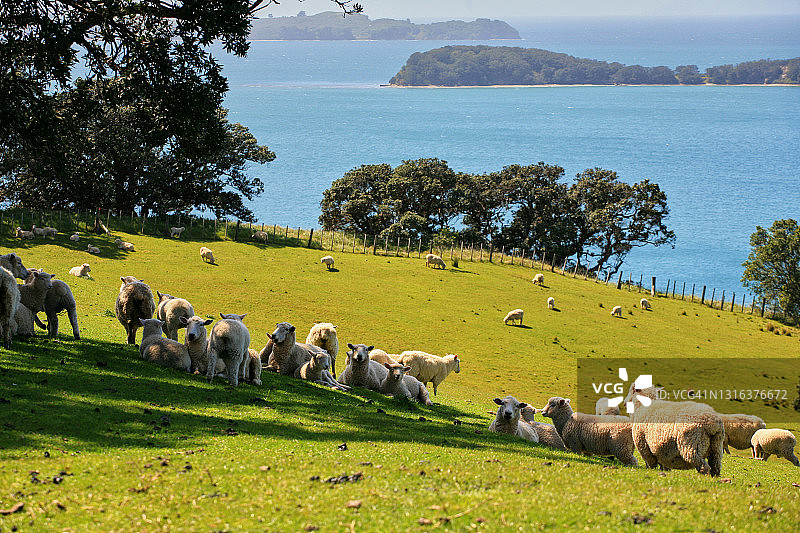 绵羊农场图片素材