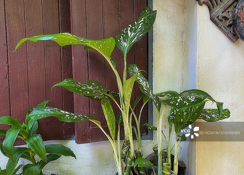 哑甘蔗植物图片素材