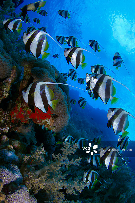 燕鱼群图片素材