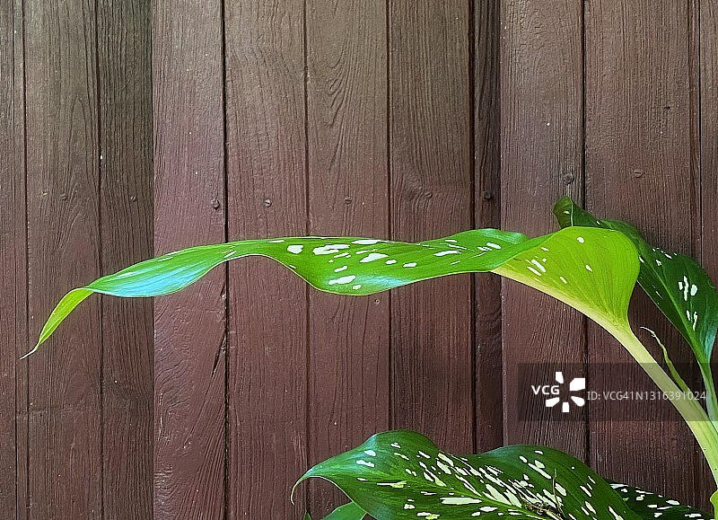 哑甘蔗植物图片素材