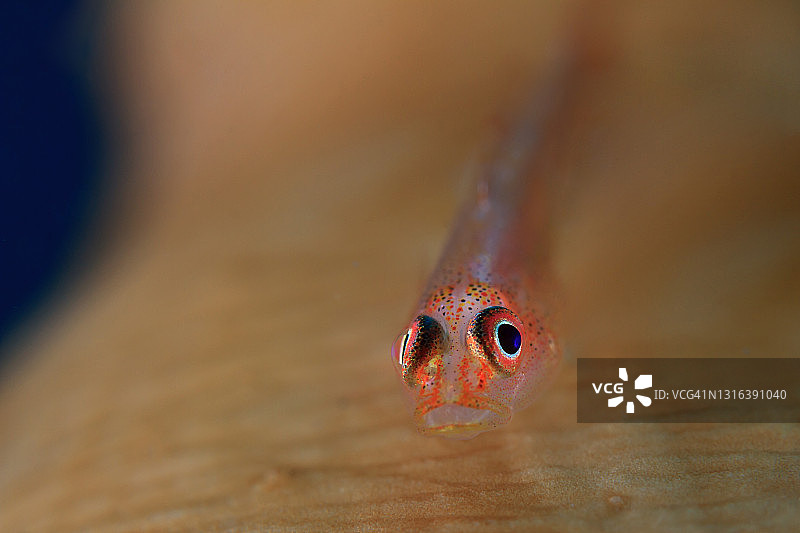 杨氏 ব্রায়ান鱼图片素材