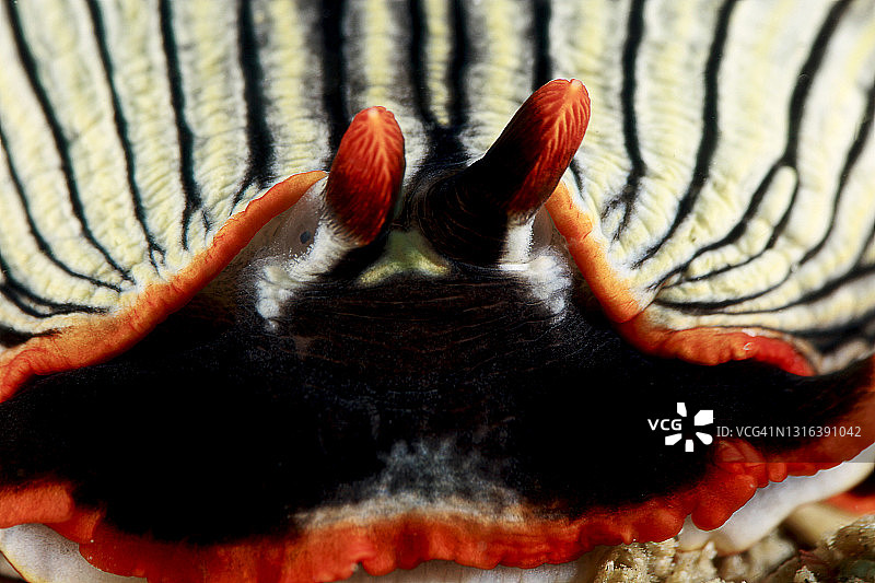 Armina Sp4海蛞蝓图片素材