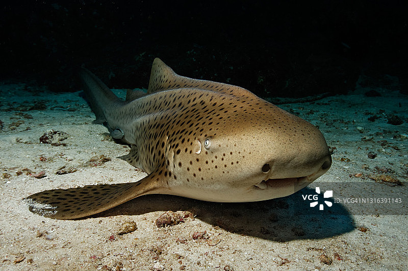 条纹斑竹鲨图片素材