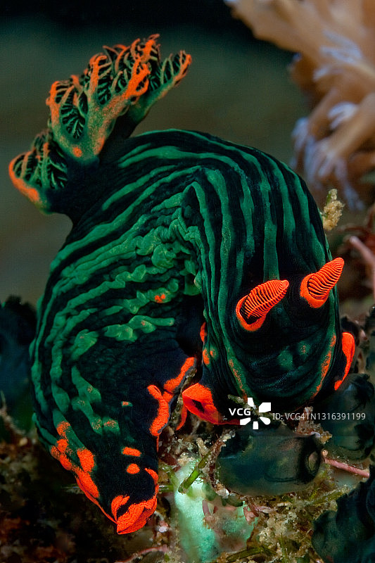 裸鳃亚目动物，海蛞蝓图片素材
