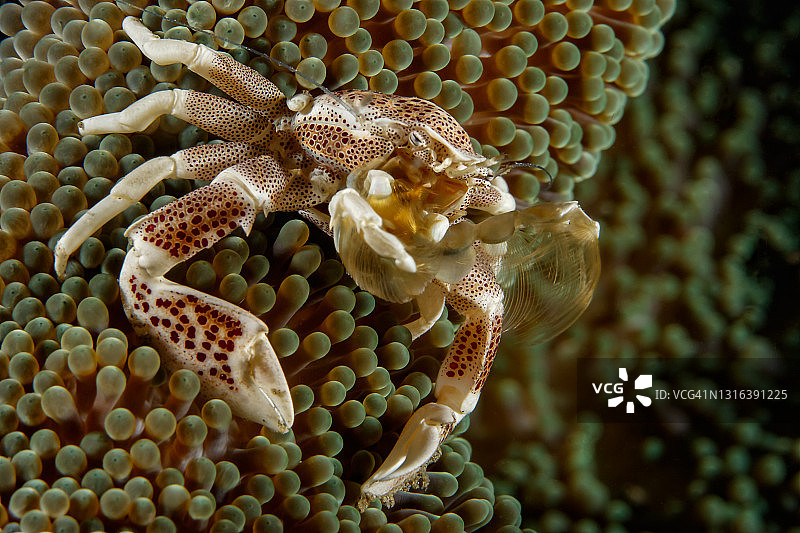 瓷蟹，玉蟹图片素材