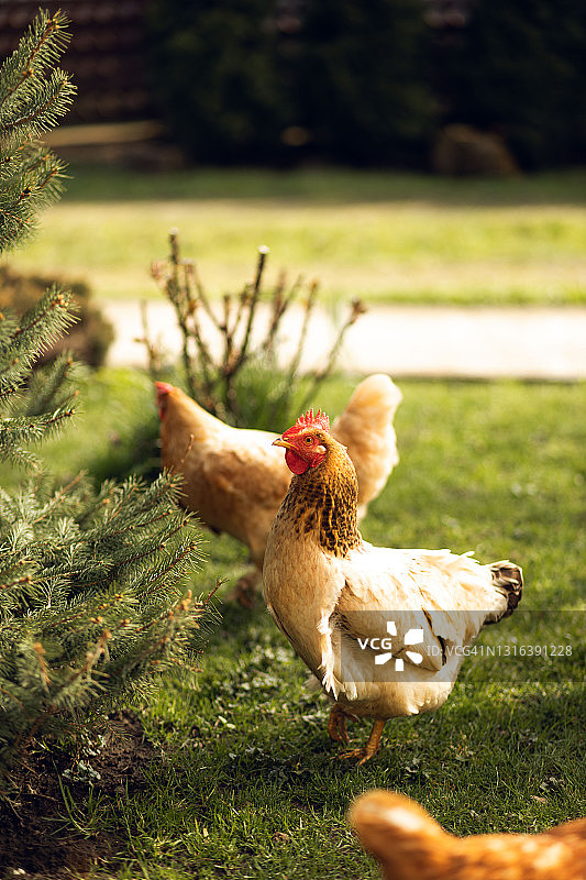 在乡下绿草地上吃草的鸡图片素材