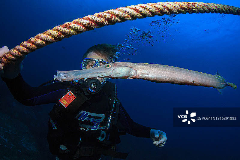 潜水员与喇叭鱼图片素材