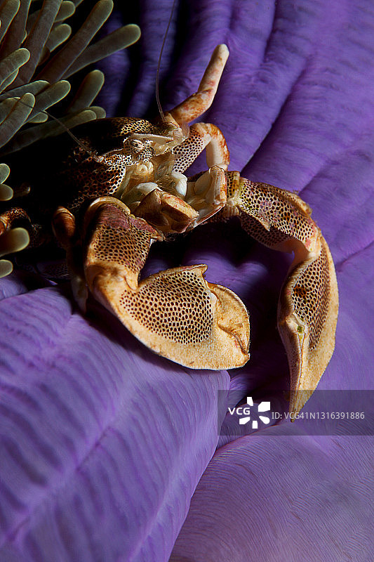 瓷蟹，豆蟹图片素材