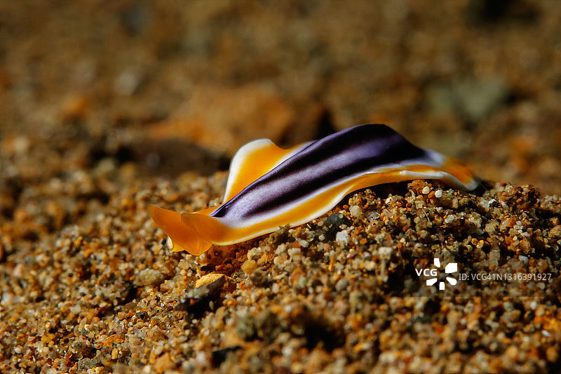 模仿扁虫，特有种图片素材