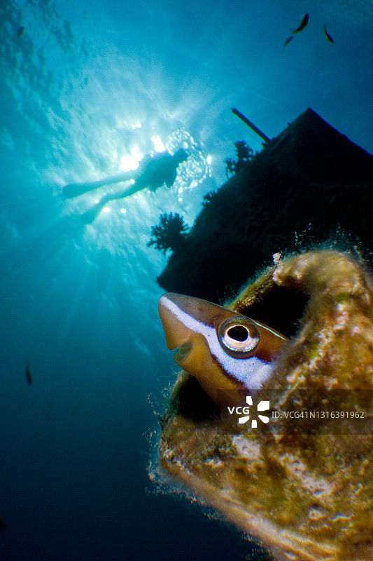 带潜水员的蓝条双边雀鲷，阳光下图片素材