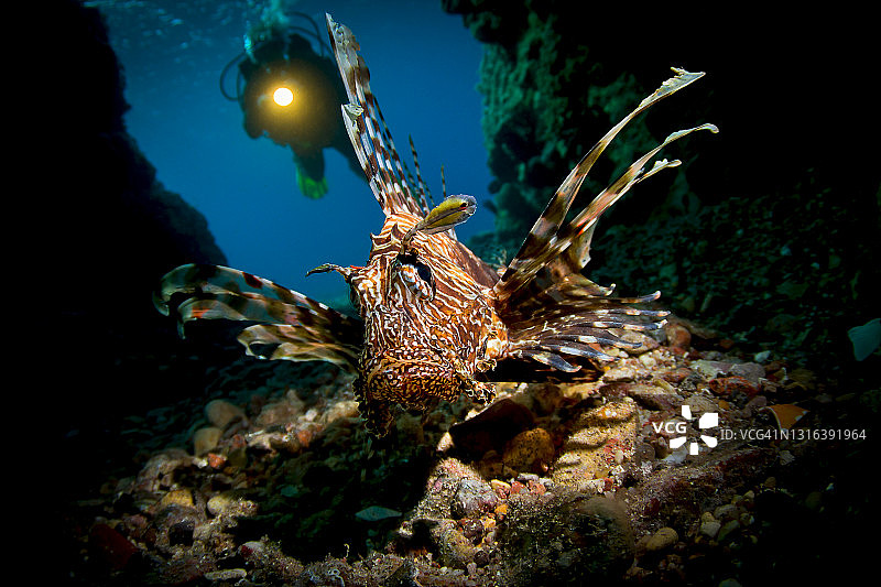 带潜水员的狮子鱼图片素材