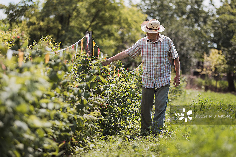 在覆盆子田里检查水果的年长农民图片素材
