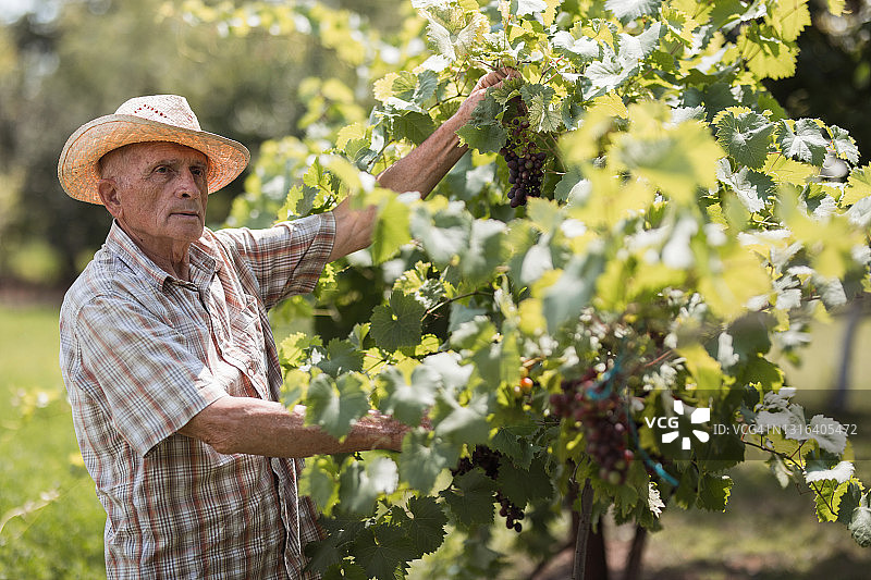 年长的农民采摘黑莓图片素材