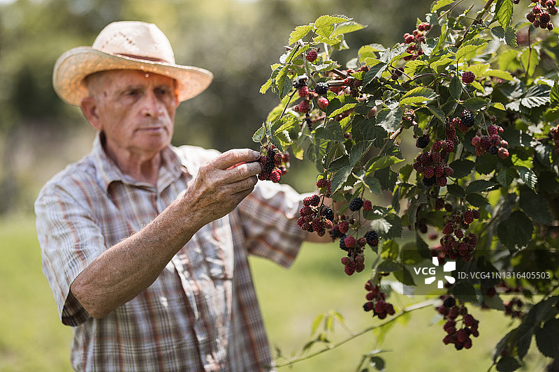 老农采摘他种植的黑莓图片素材