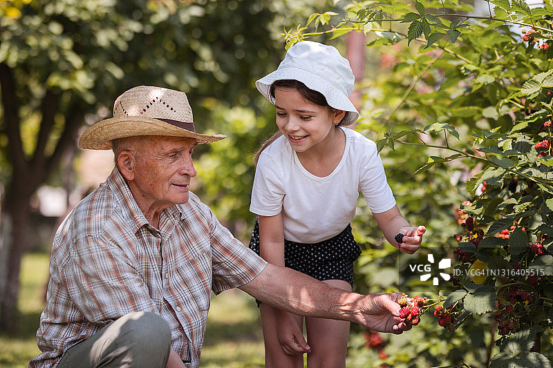 快乐的老年男子和他的孙女采摘黑莓图片素材