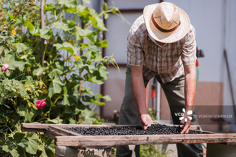 老农照料新采摘的野樱莓图片素材
