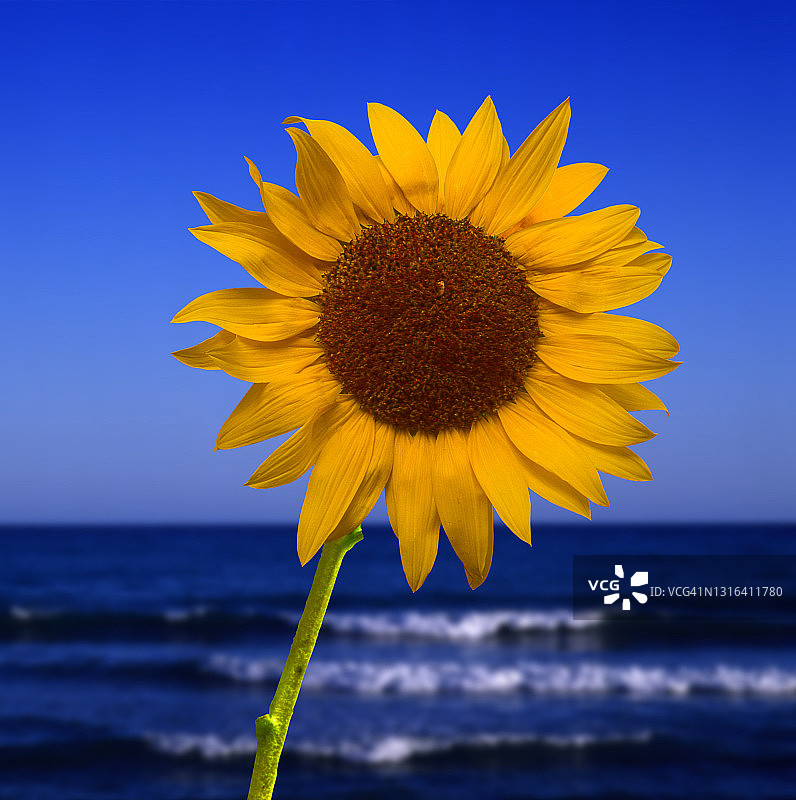向日葵与大海图片素材