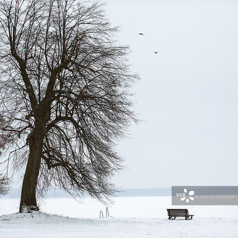 白雪覆盖的景观树木图片素材